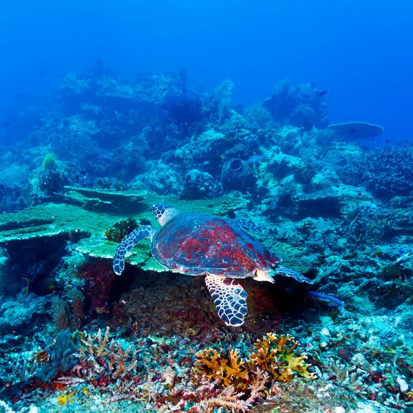 Tartaruga di mare verde vicino alla barriera corallina, Bali — Foto Stock