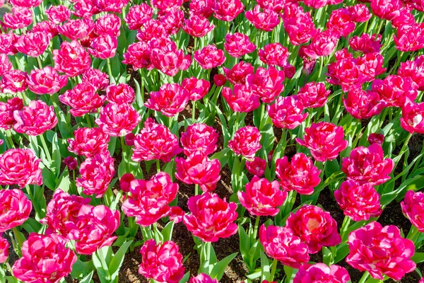 Květinová zahrada keukenhof, amsterdam — Stock fotografie