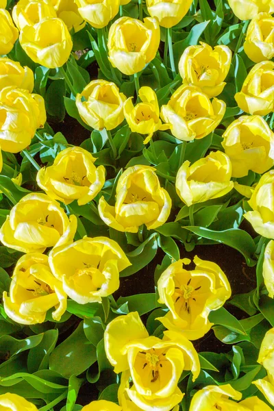 Jardín de flores Keukenhof, Amsterdam — Foto de Stock