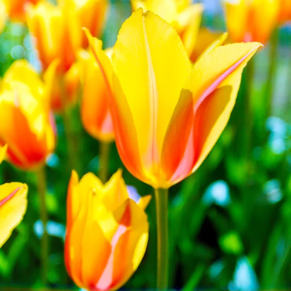 Flower Garden Keukenhof, Amsterdam — Stock Photo, Image