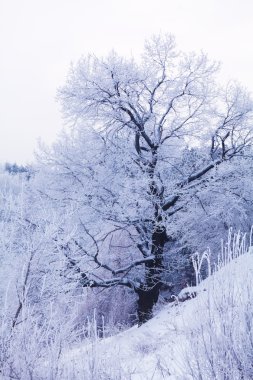 karlı kış manzara