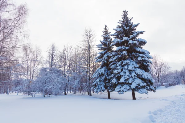 Due pini innevati — Foto Stock