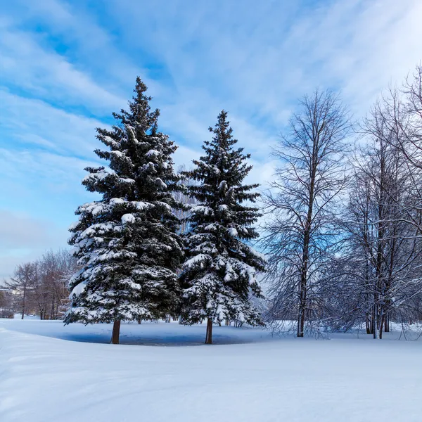 Snowy Two Pine Trees — Stock Photo, Image