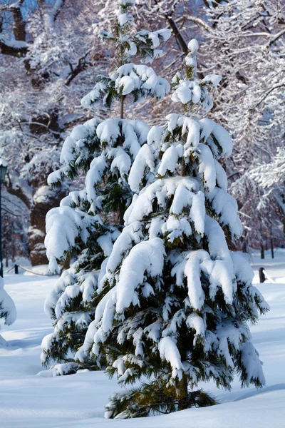 Árbol de pino nevado — Foto de Stock