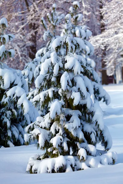 Snowy Pine Tree — Stock Photo, Image