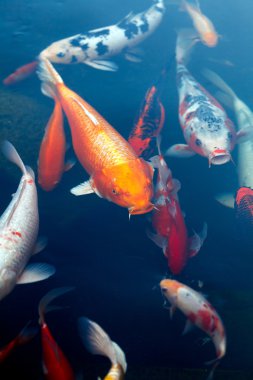 koi pond balık