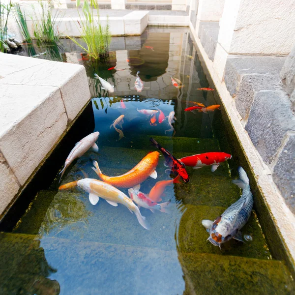 锦鲤池塘里的鱼 — 图库照片