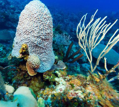 cayo largo, cuba yakınındaki yumuşak mercanlar