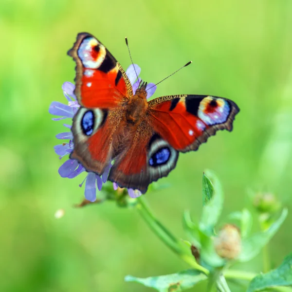 Fechar de borboleta vermelha — Fotografia de Stock