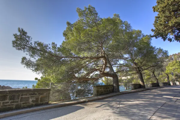 Sokakta ağaçları ile denizin — Stok fotoğraf