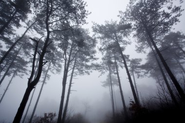 Kışın mystrious sisli orman