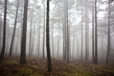 Kışın mystrious sisli orman