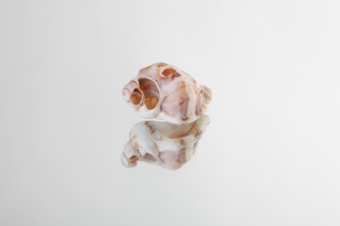 beyaz zemin üzerine kabuklu