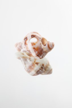 beyaz zemin üzerine kabuklu