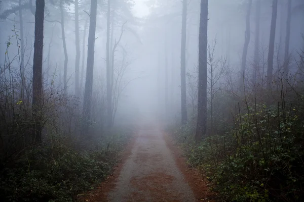 Mystrious ködös erdő télen — Stock Fotó
