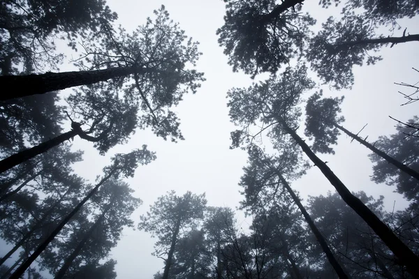 Mysteriöser Nebelwald im Winter — Stockfoto