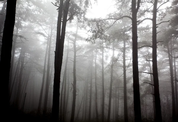 Mystrious foggy forest in winter — Stock Photo, Image