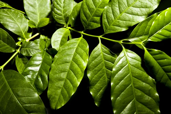 Coffee plant — Stock Photo, Image