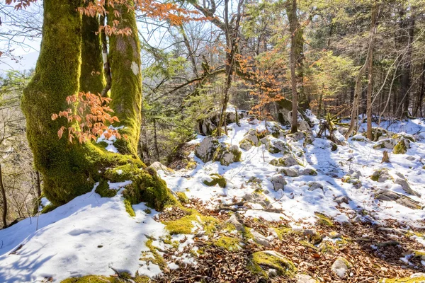 Foresta invernale — Foto Stock