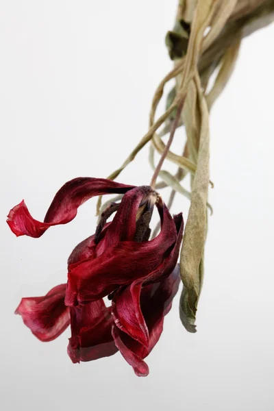 Sušené tulipány na bílém pozadí — Stock fotografie