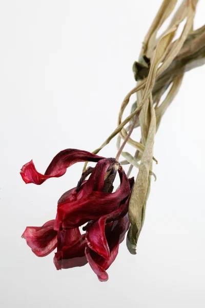 Dried tulips on the white background — Stock Photo, Image