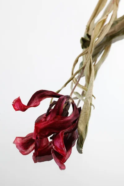 Tulipes séchées sur fond blanc — Photo