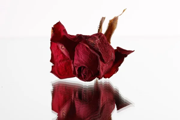 Szárított tulipán, a fehér háttér — Stock Fotó