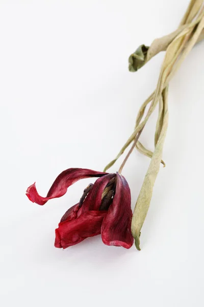 Tulipe séchée sur fond blanc — Photo
