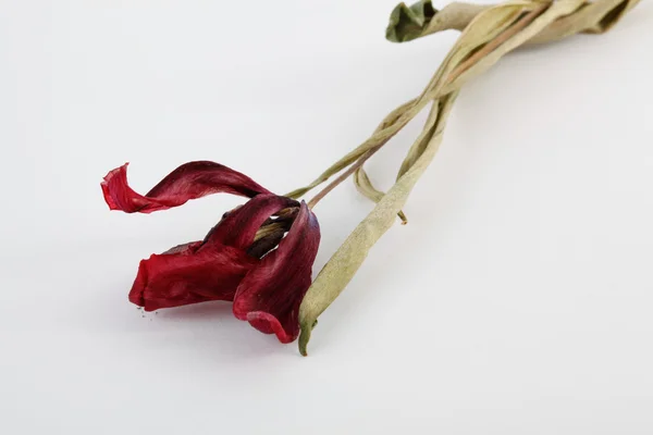 Dried tulip on white background — Stock Photo, Image