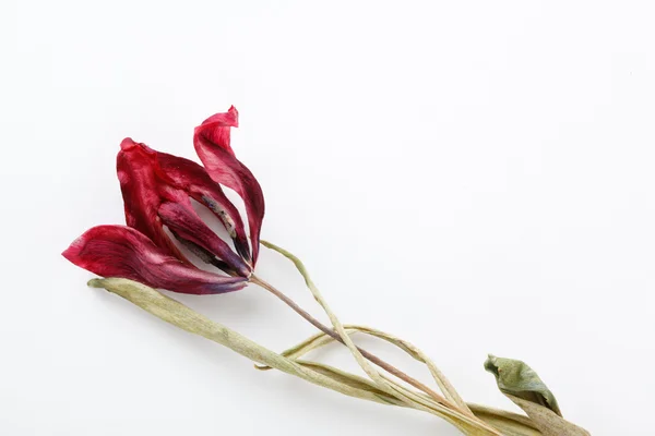 Сушеный тюльпан на белом фоне — стоковое фото