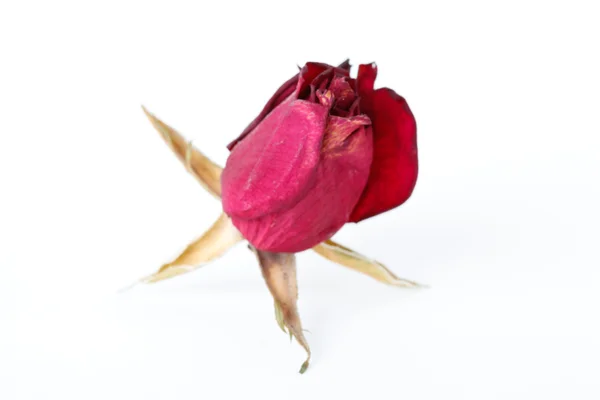 Dried roses on white background — Stock Photo, Image