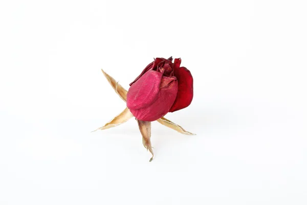 Sušené růže na bílém pozadí — Stock fotografie