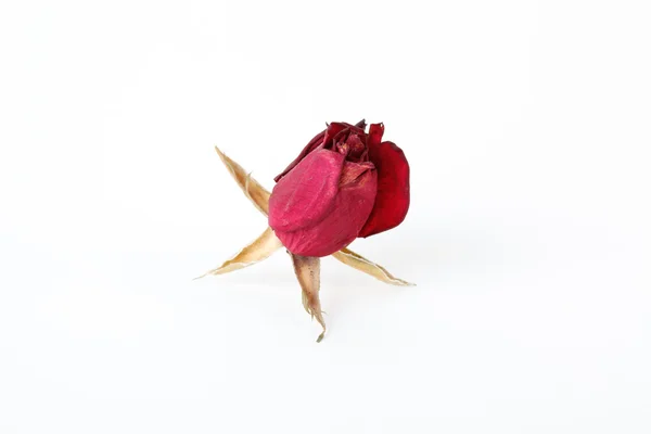 Dried roses on white background — Stock Photo, Image