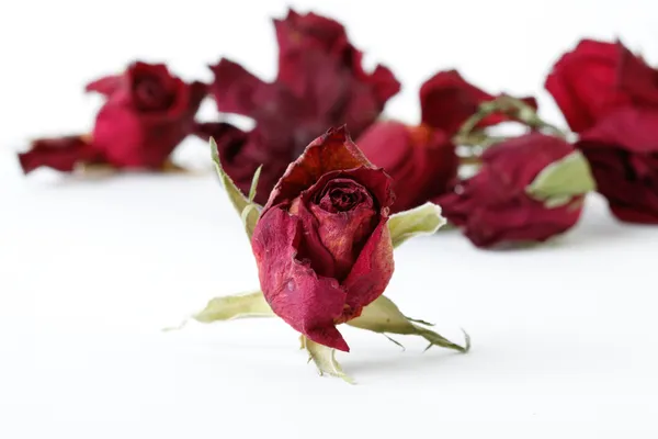 Dried roses on white background — Stock Photo, Image