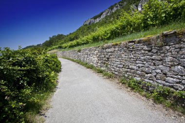 Üzüm bağında yol