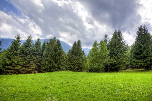 Bosque de montaña rústico — Foto de Stock