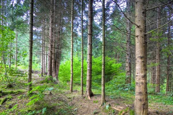 Madera de pincel en la montaña — Foto de Stock