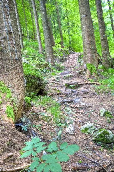 Brushwood in the mountain — Stock Photo, Image