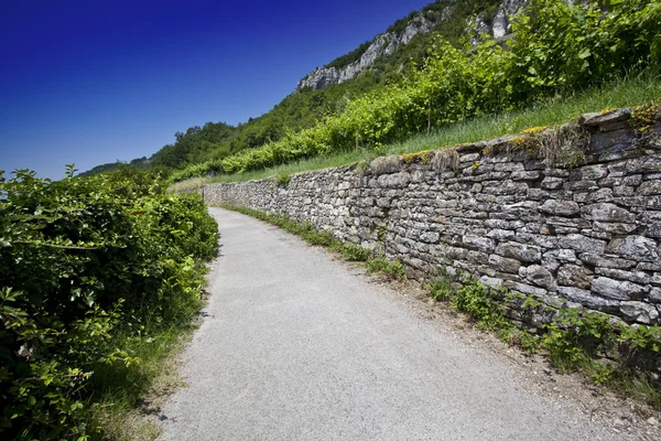 Üzüm bağında yol — Stok fotoğraf