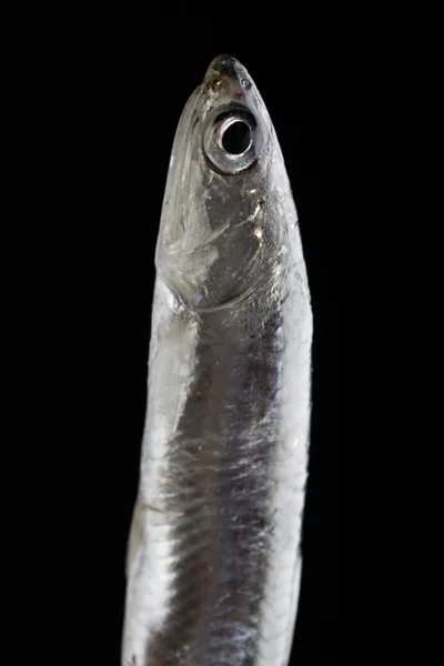 Vertikální sardinek na černém pozadí — Stock fotografie