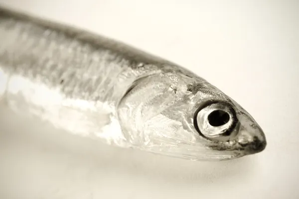 Sardine fish close up — Stock Photo, Image