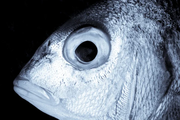 Sardine poisson gros plan — Photo