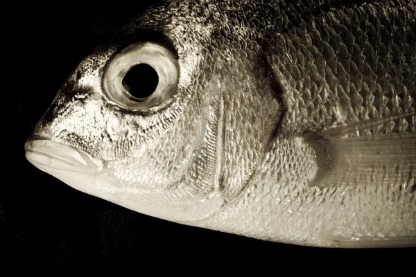 Salmon fish close up — Stock Photo, Image