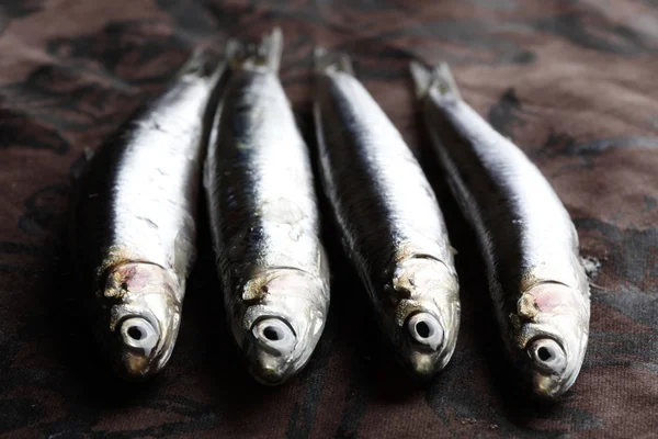 Sardines — Stock Photo, Image