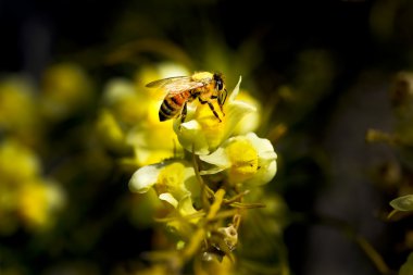 Honey bee clipart