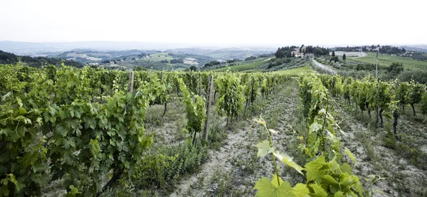 Виноградник в Тоскані — стокове фото