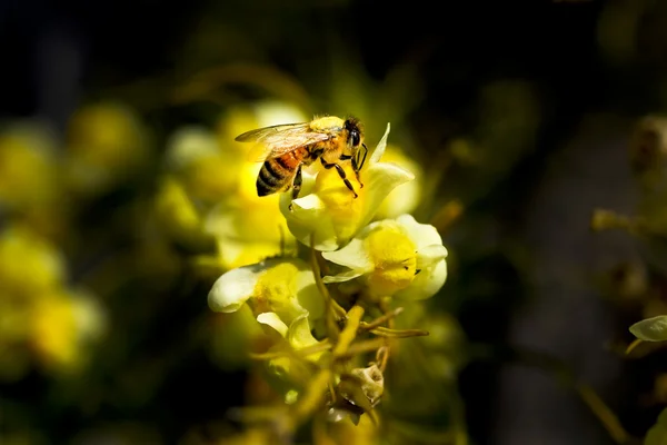 Honey bee — Stock Photo, Image