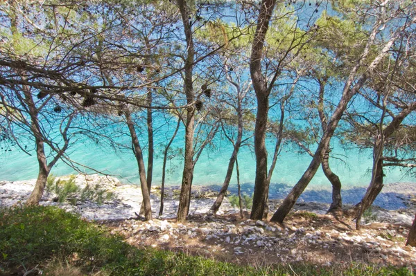 Bellissimo pino marino sul mare, spiaggia rocciosa, croazia — Foto Stock