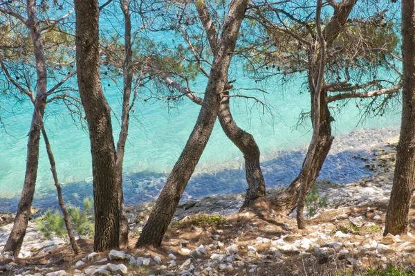 Bellissimo pino marino sul mare, spiaggia rocciosa, croazia — Foto Stock