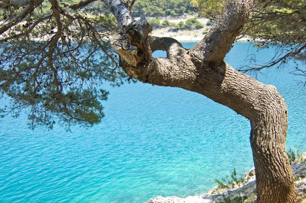 Bellissimo pino marino sul mare, spiaggia rocciosa, croazia — Foto Stock